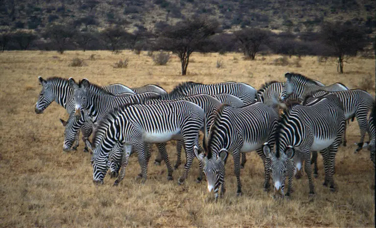 Grevy's zebras in Samburu Reserve, Kenya