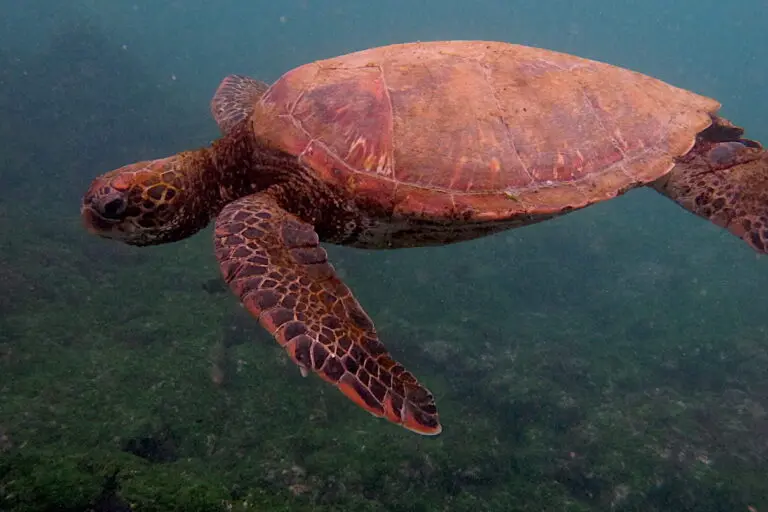 Pacific green sea turtle in the Galapagos. Image by Erik Hoffner for Mongabay.