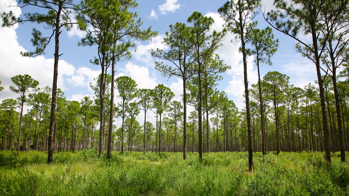 DeSantis, Cabinet consider spending over $318M in land conservation deals