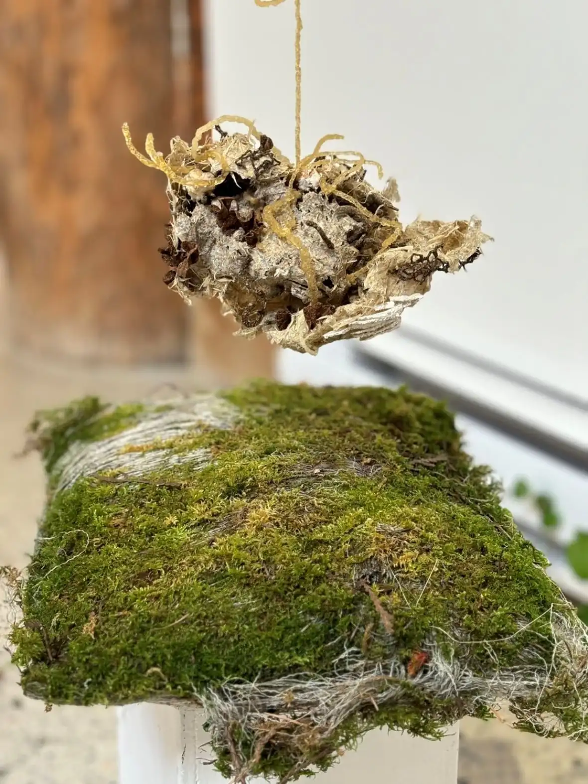 A tangled ball of organic materials hangs from a single strand above a pillow made from moss.