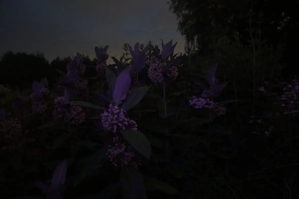 The photograph shows a garden at nighttime. It's flowers and leaves take on a violet shade in the low light conditions. 