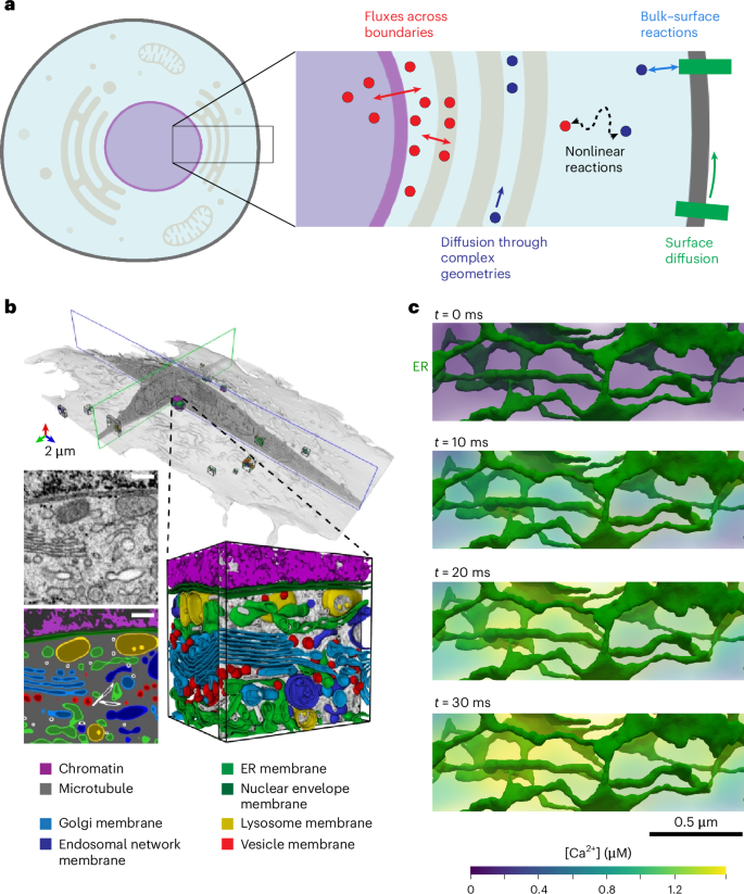 Spatial modeling algorithms for reactions and transport in biological cells