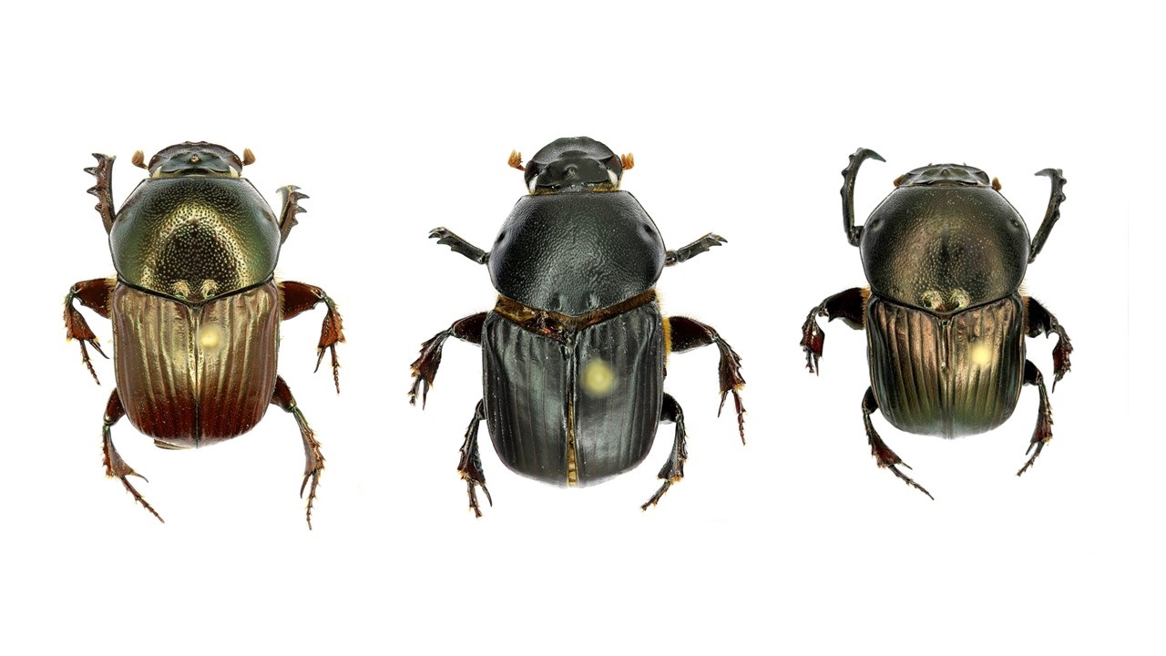 Your Environment This Week: Dung beetles, City dwelling urban jackals and Frogs in fields