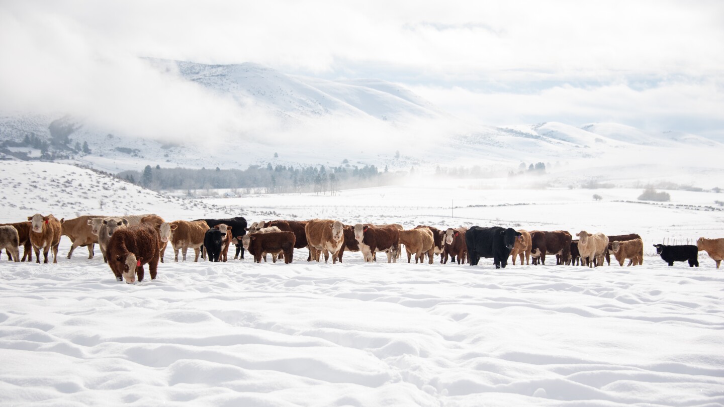 Nutritional Requirements of Cattle in Winter