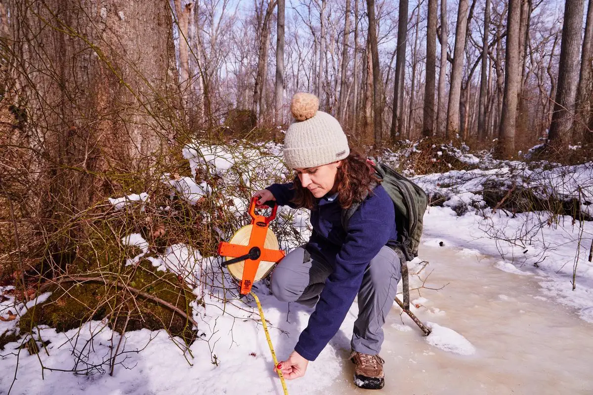 A scientist, dressed for winter, collects samples from a snowy forested wetland.