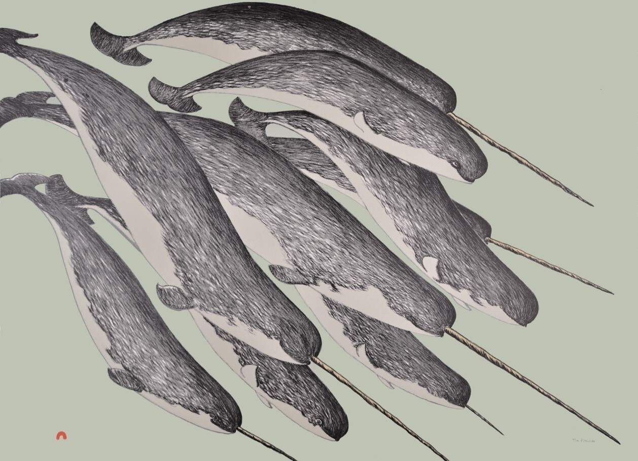 The mystery and history of narwhals revealed at PEM