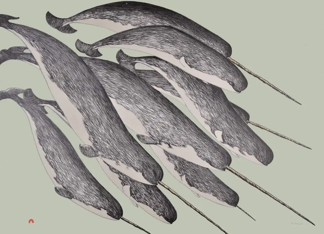 Narwhals feature prominently in modern Inuit artists’ work, in mediums ranging from carving and sculpture to printmaking and drawing. Tim Pitsiulak based this lithograph on his observations of the narwhal. (Courtesy Tim Pitsiulak, Kinngait Inuit)