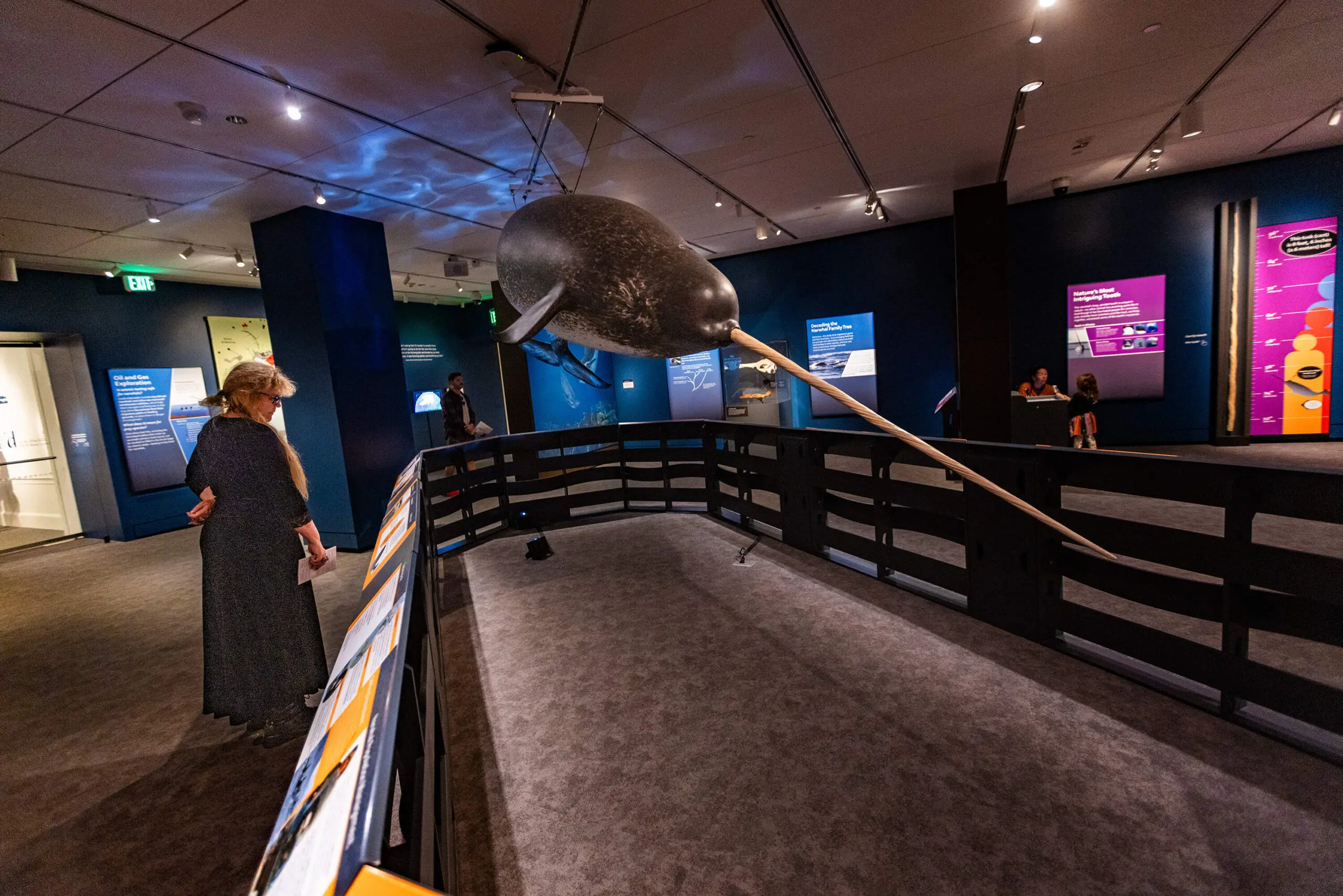 A visitor looks at a life-sized model of a narwhal made of fiberglass by Paul Brodie on display in the center of the "Narwhal: Revealing an Arctic Legend" at the Peabody Essex Museum. (Jesse Costa/WBUR)