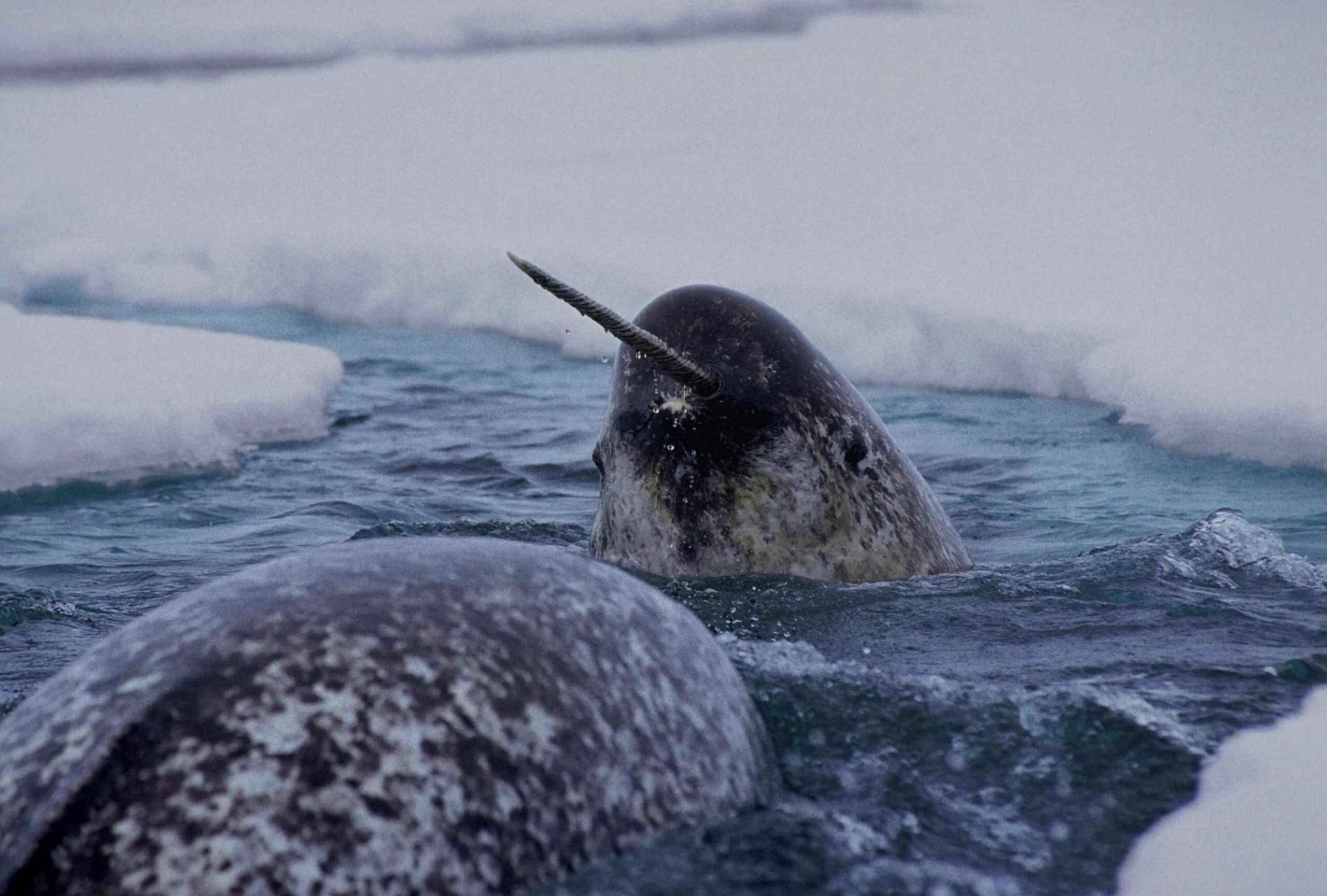 Narwhals are medium-sized toothed whales,ranging from 13 to 18 feet long, not including the long tusk seen on most males, which averages about 6 to 8 feet. (Courtesy Glenn Williams, Narwhal Tusk Research)