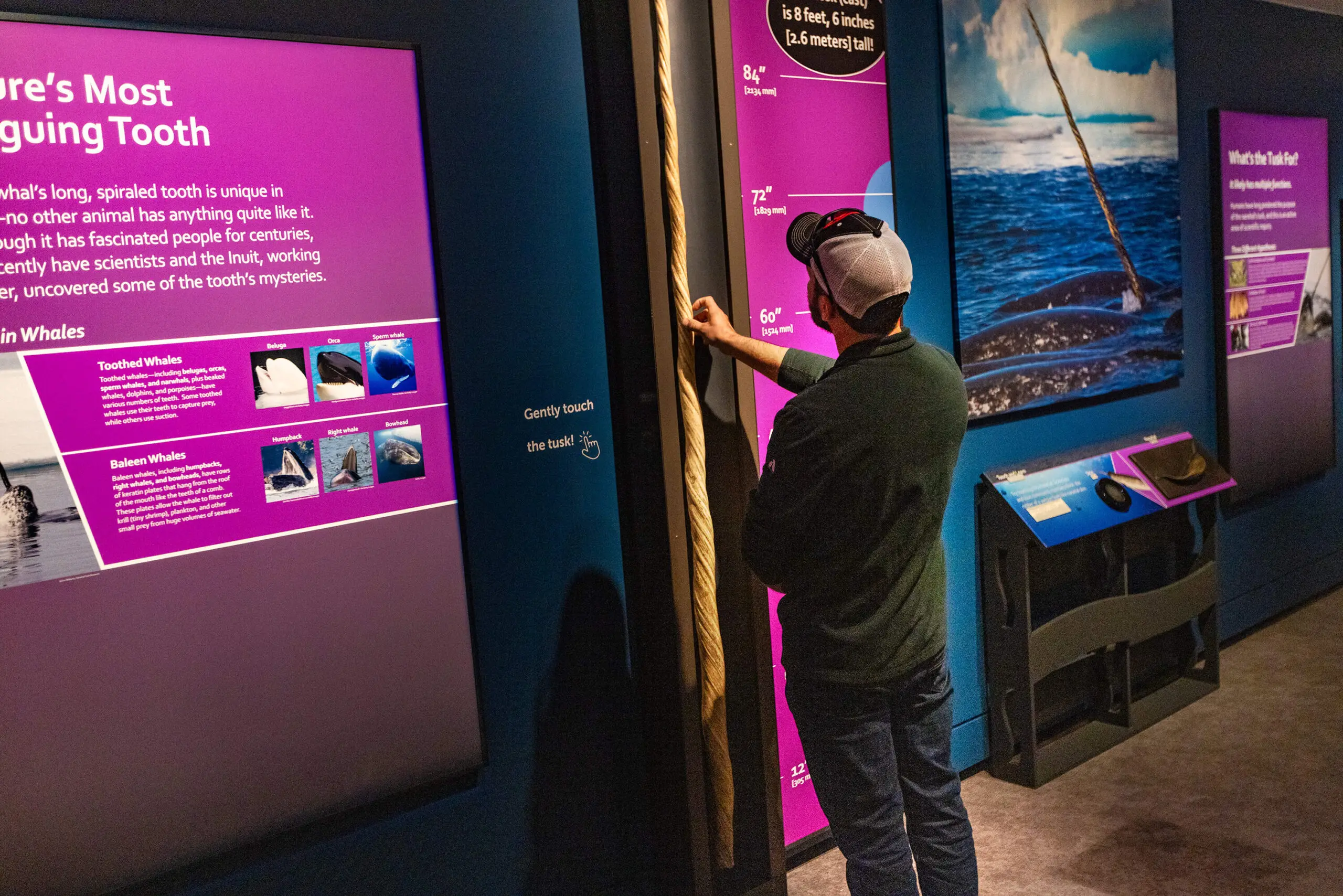 A visitor touches an 8-foot-long cast of a real narwhal tusk on display. (Jesse Costa/WBUR)