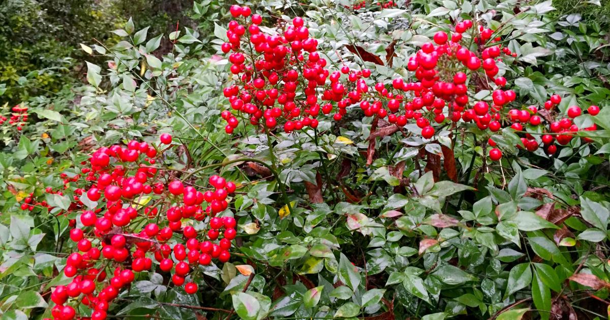 Neil Sperry offers some go-to groundcovers