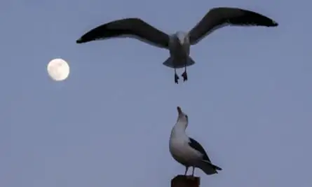 Seagulls in Los Angeles