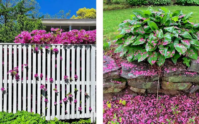 “Azaleas in Sunlight,” left, and “Azaleas after Rain” by Laura Holland, one of six artists who will display work at Cooley Dickinson Hospital’s North Gallery.