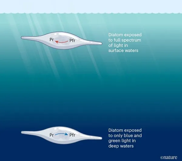 An infographic showing the activation and deactivation of phytochrome proteins in marine algae called diatoms at different depths of water.