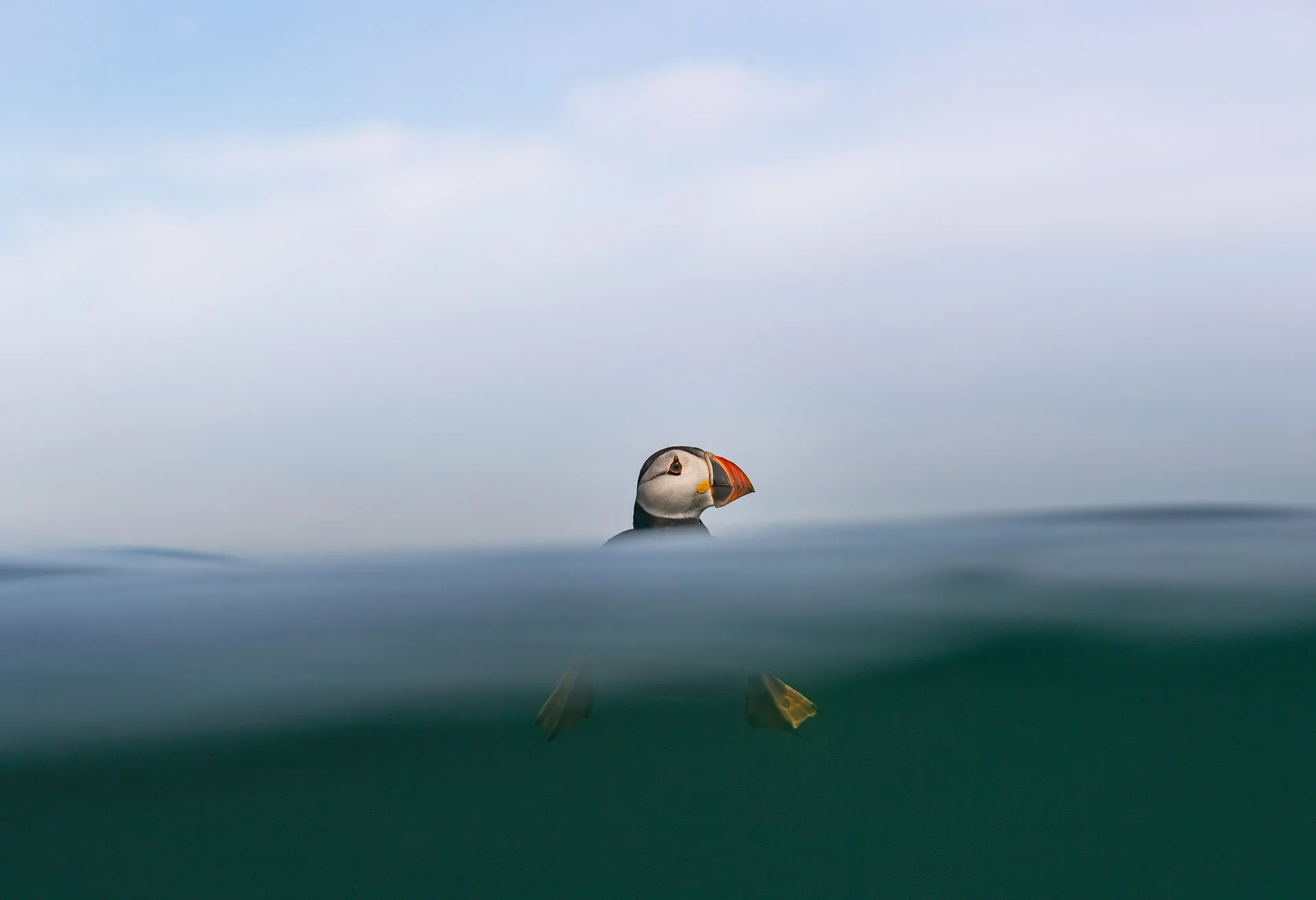 a puffin floating in the water