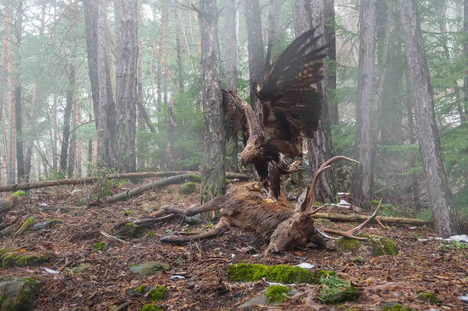 a golden eagle picks at the carcass of a deer