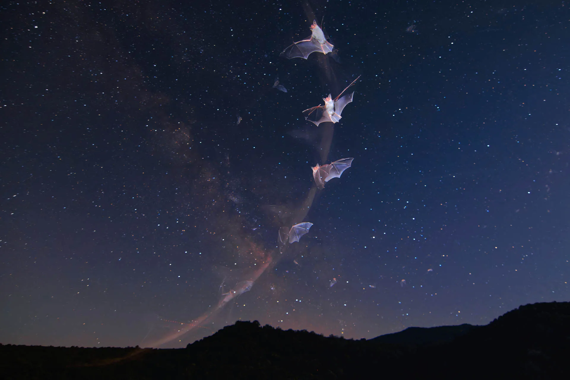 a timelapse image of a bat