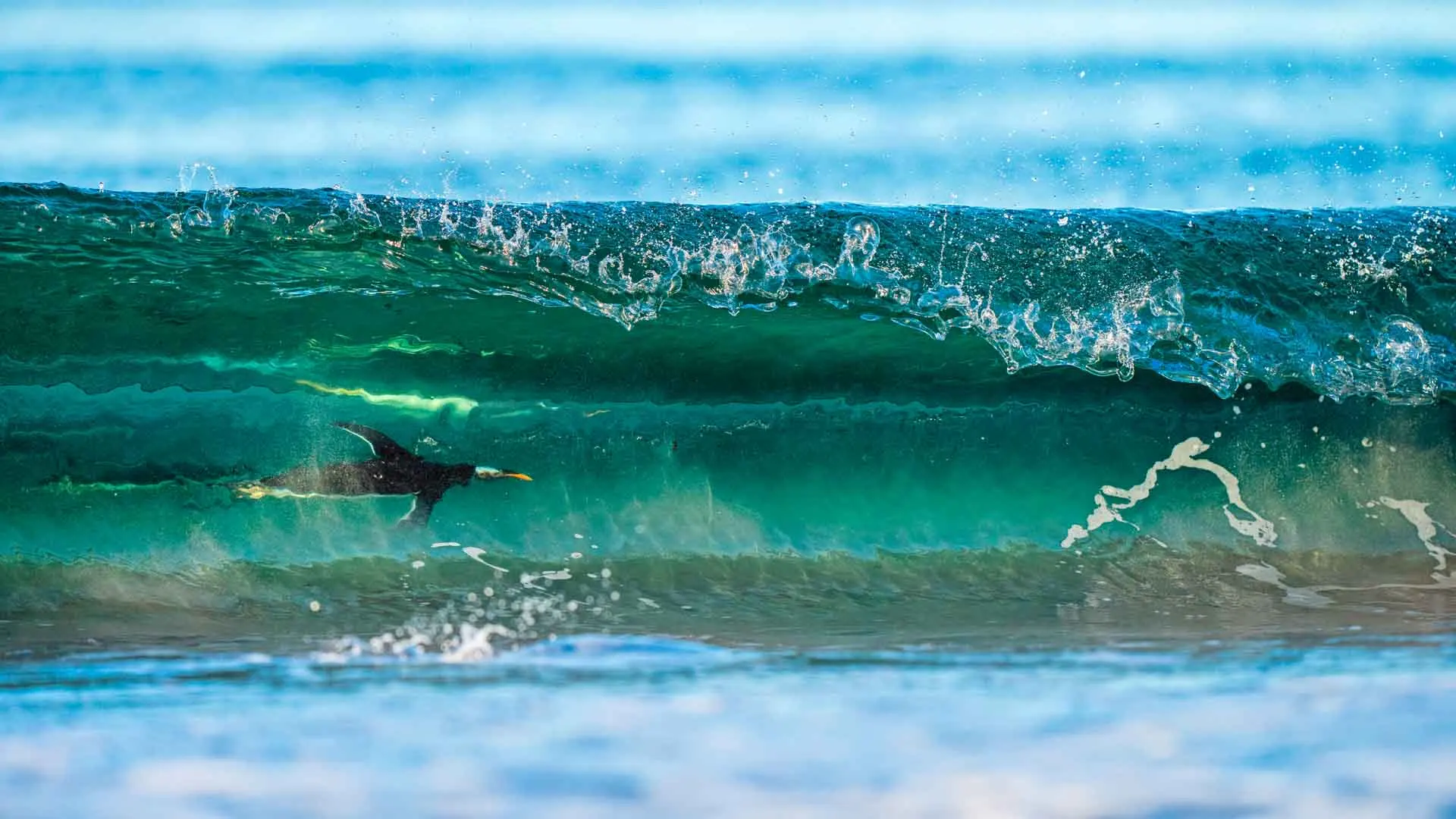 a penguin swimming in a wave