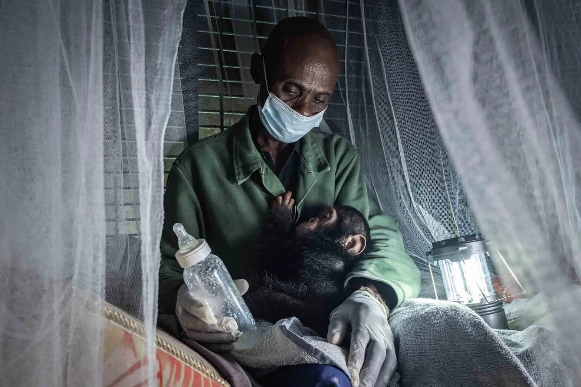 a human holding a bottle cuddles a baby chimpanzee