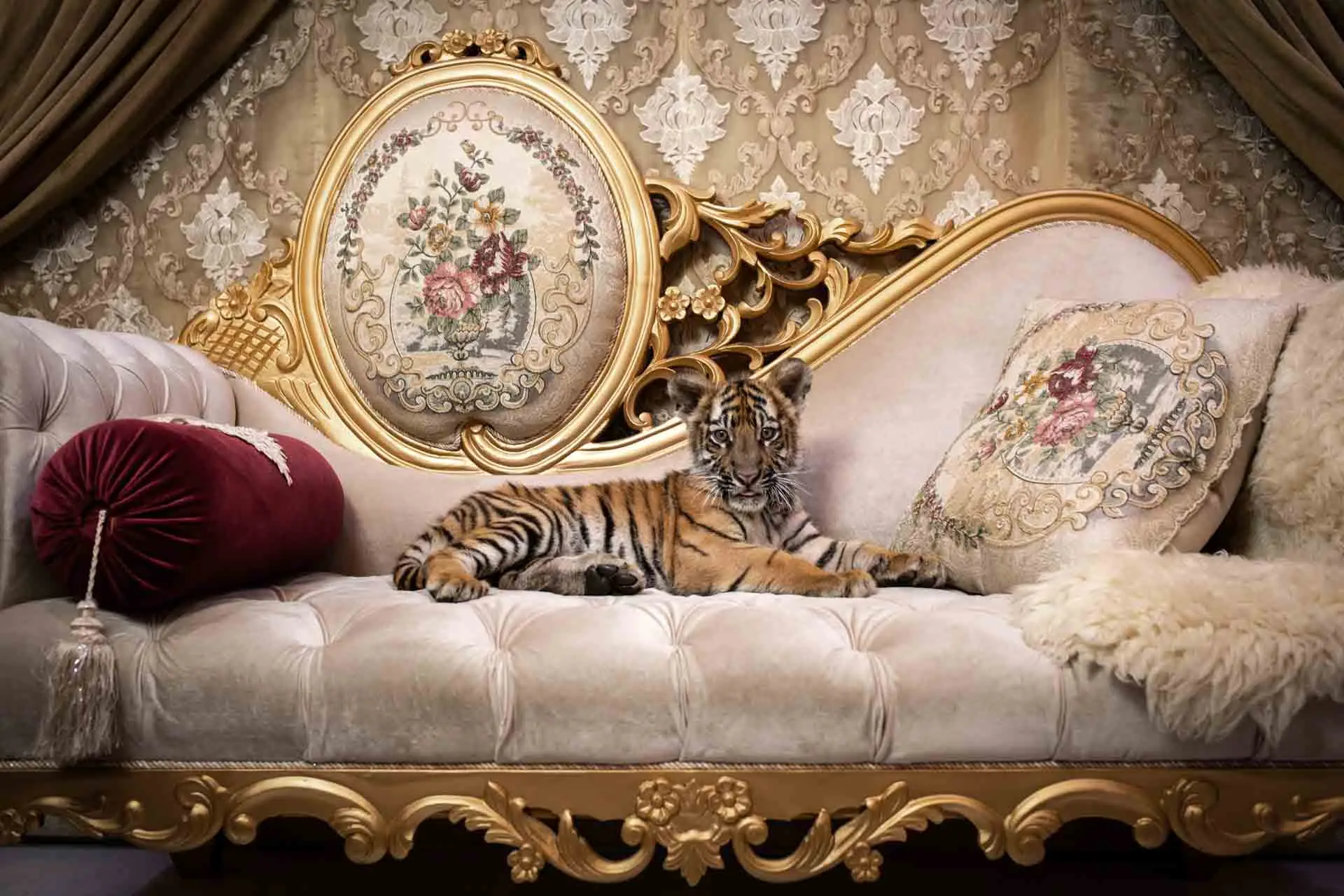 a baby tiger on a lush sofa