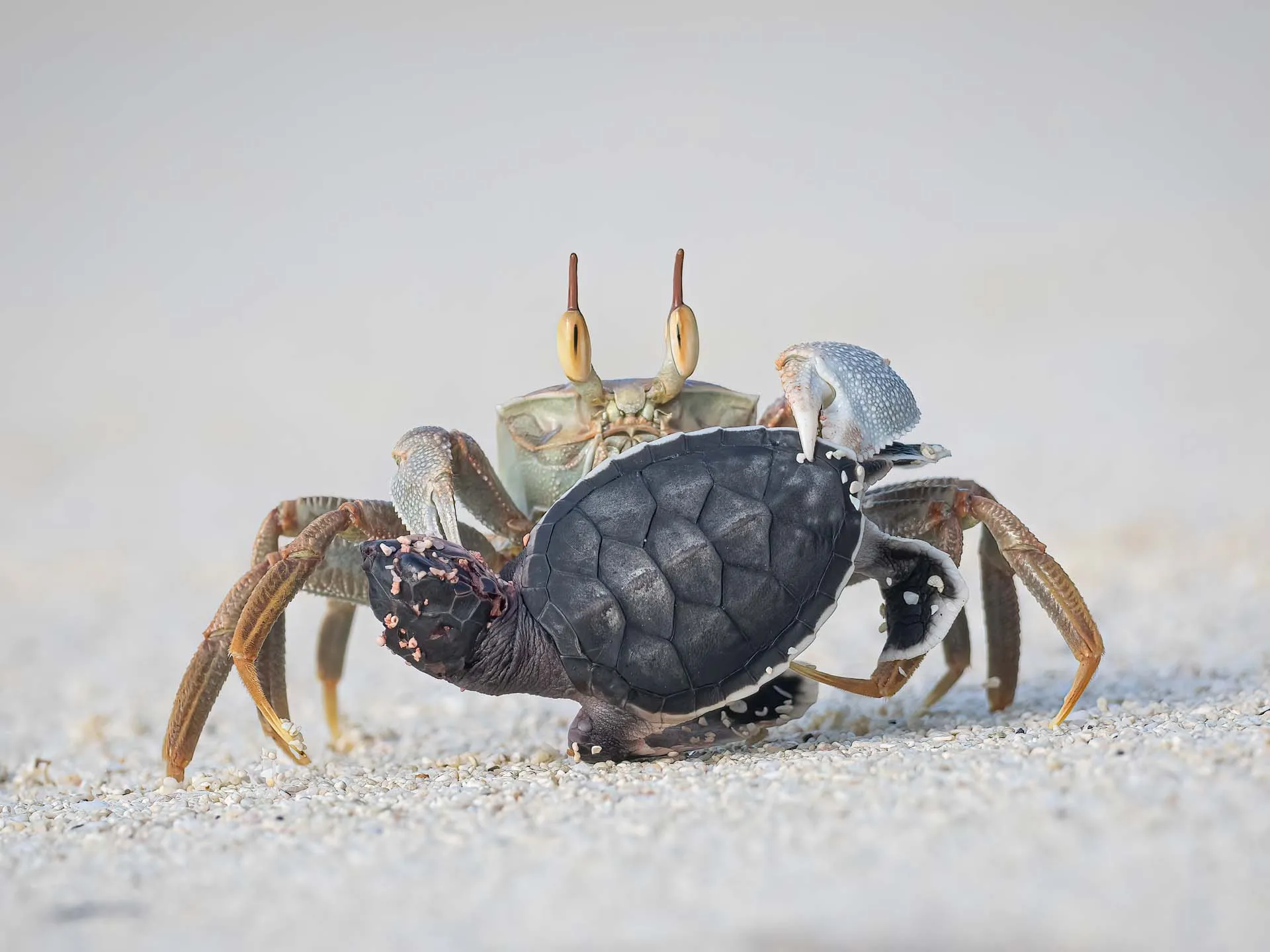 a ghost crab holds a baby sea turtle