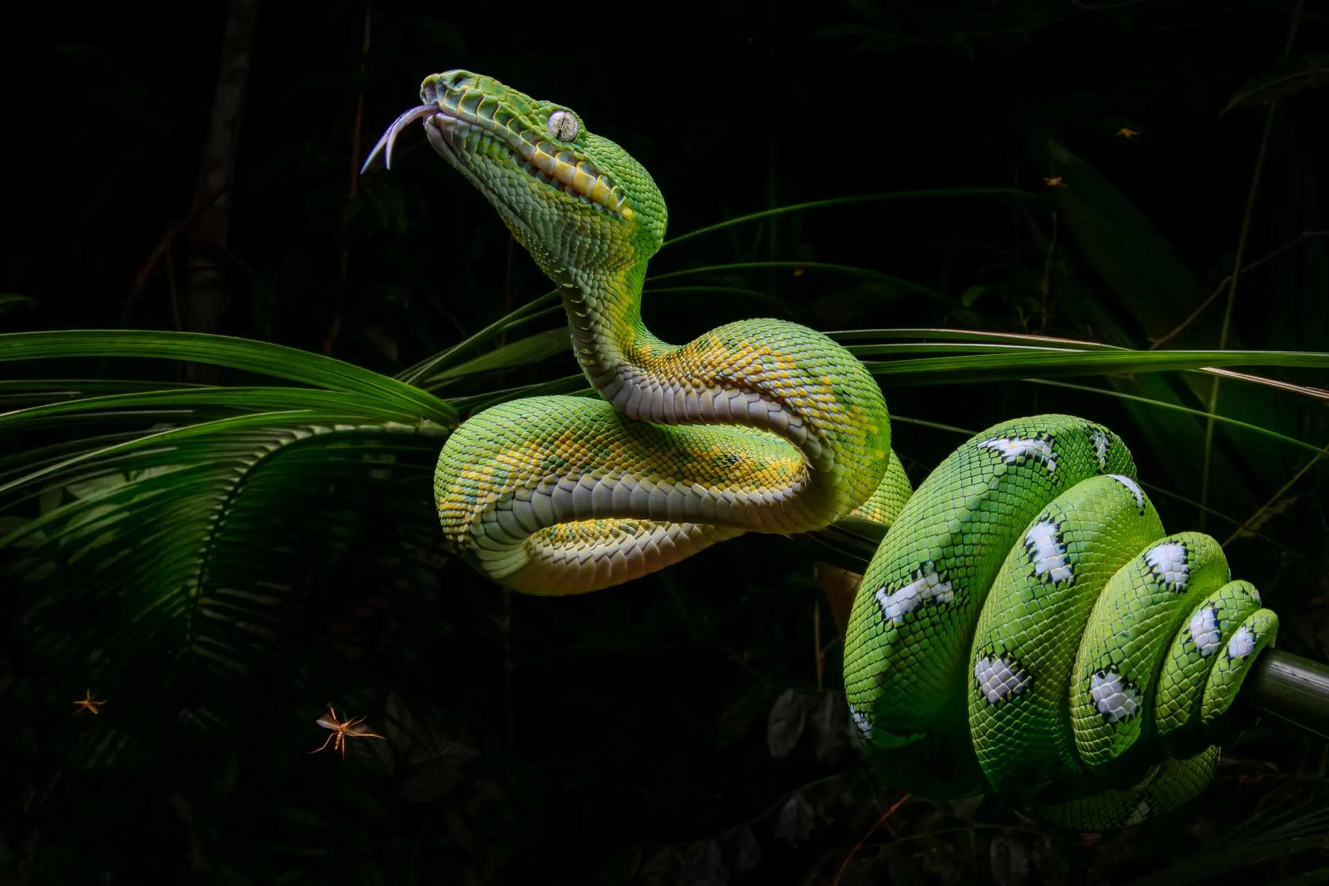 a green snake wrapped on a stick