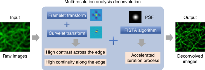 Multi-resolution analysis for high-fidelity deconvolution microscopy