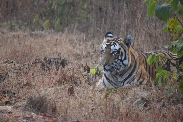 Madhya Pradesh, known as the Tiger State, has the highest number of tigers among all states in the country. Image by Vikas Sulya.