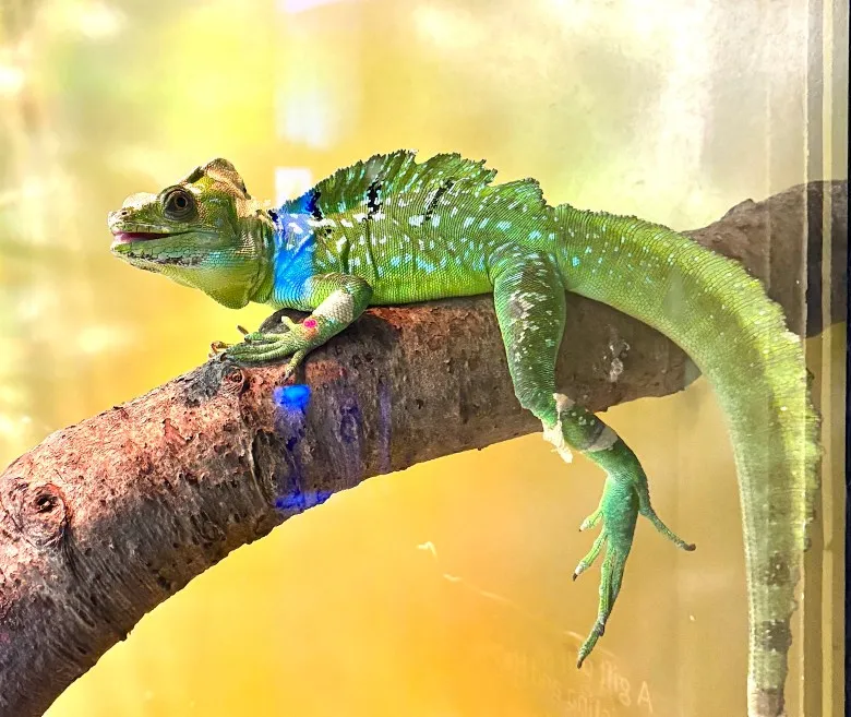 A green lizard on a branch with its leg and tail hanging down.