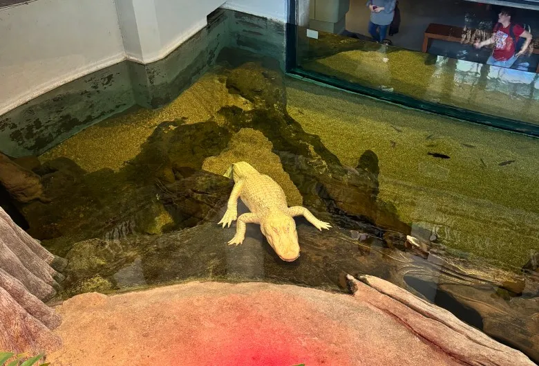 an albino alligator in a pool near a red rock, with people viewing through a glass behind it.