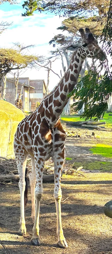 A giraffe stands under trees at the San Francisco Zoo. 