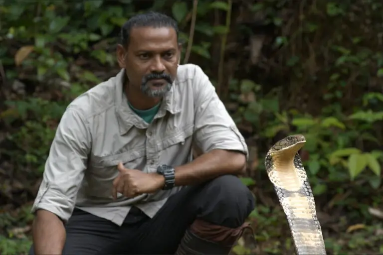 P. Gowri Shankar with a king cobra in Agumbe