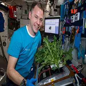 Space lettuce: NASA’s plans to grow nutritious plants on Mars