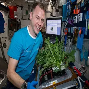 NASA astronaut Nick Hague harvests Mizuna mustard greens for VEG-04 onboard the International Space Station. Credit: NASA