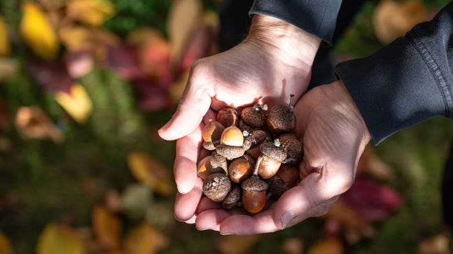 Acorns aren’t just for squirrels, but read this before eating them yourself