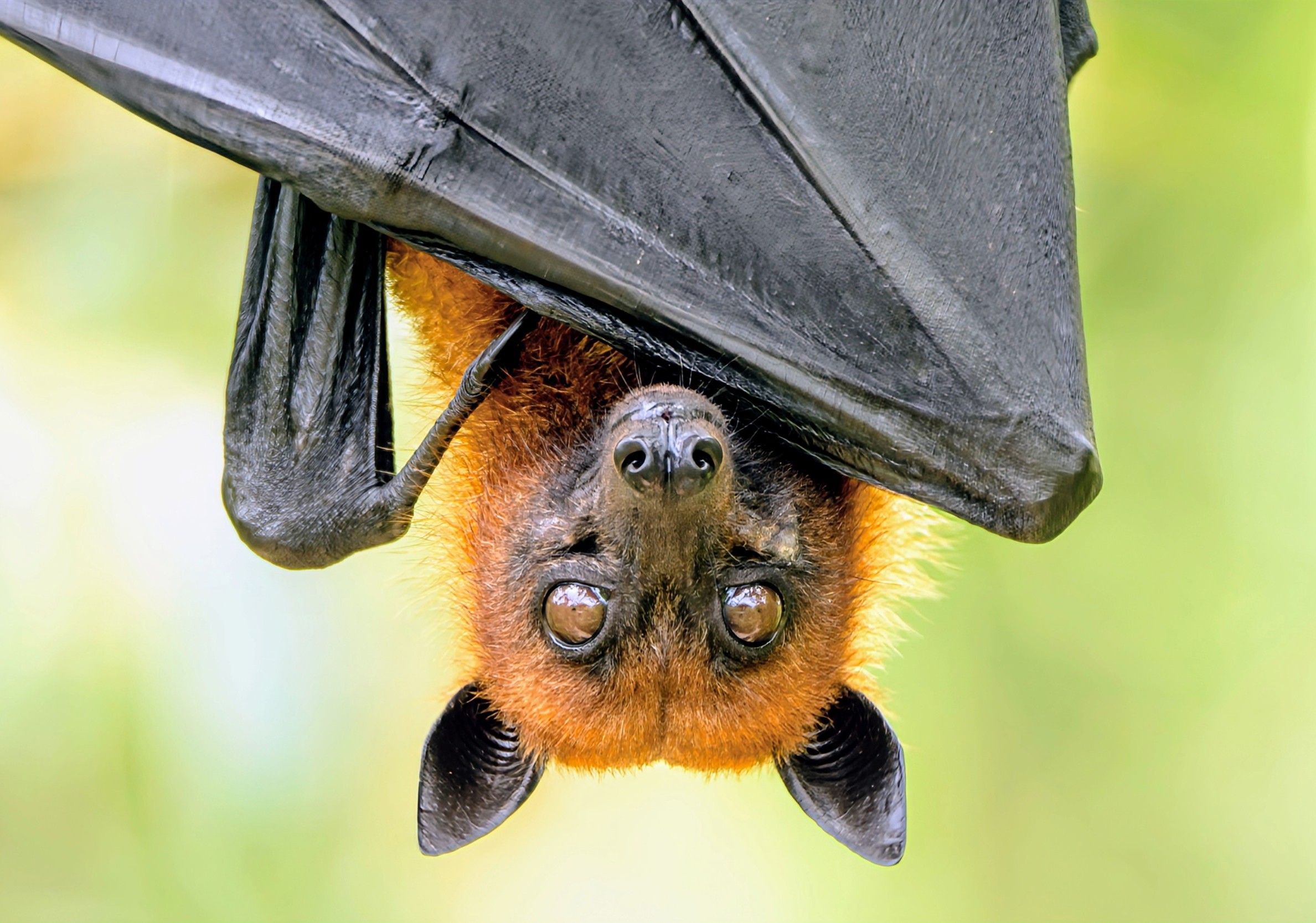 Bat conservation benefits human health and the environment