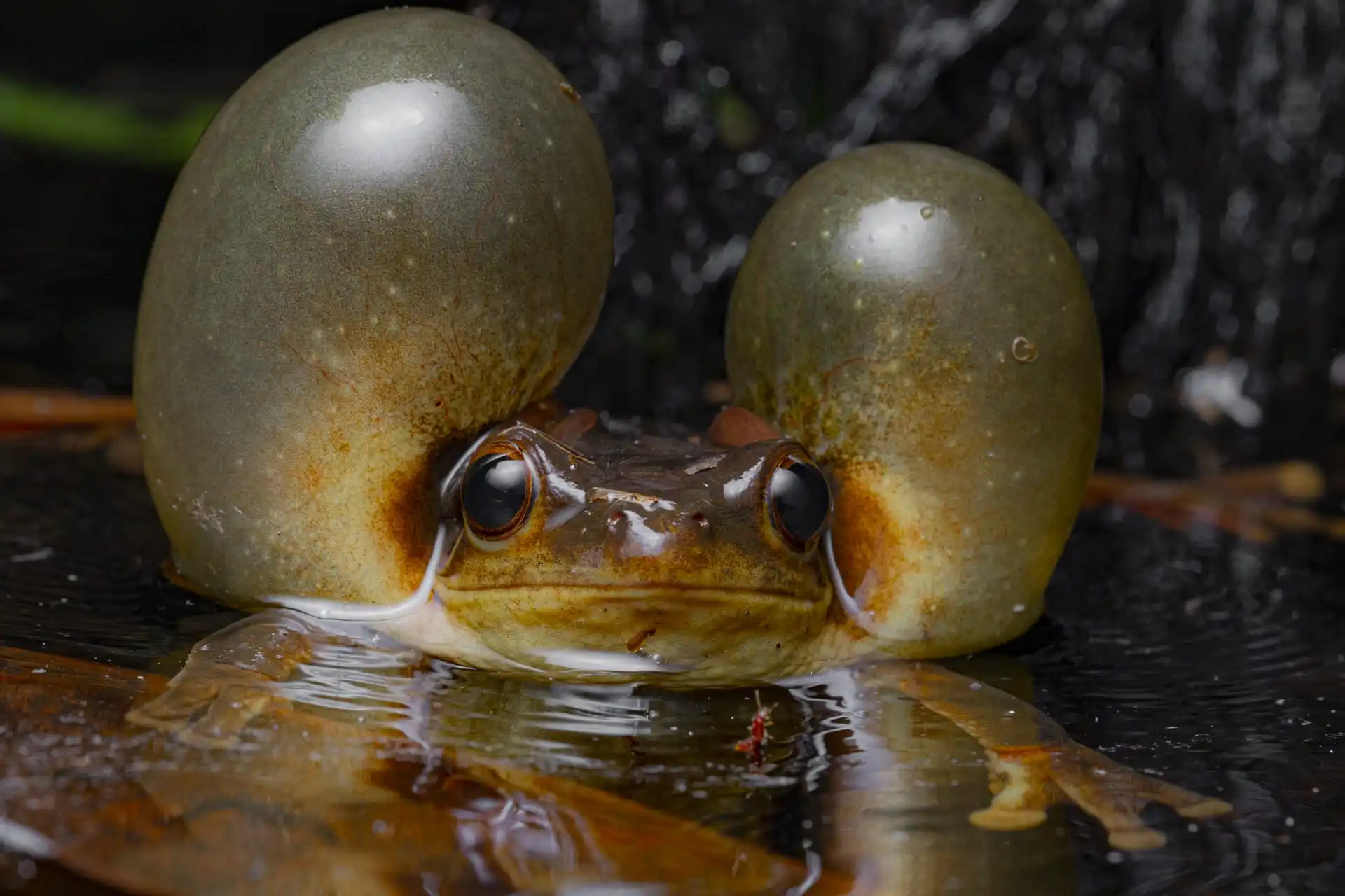 A Surinam golden-eyed tree frog puffs out its cheeks to look like giant bubbles as it prepares to call for a mate.