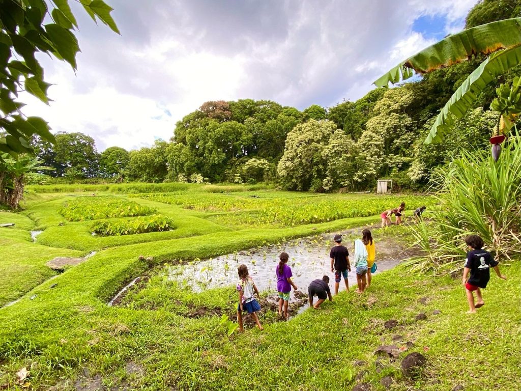 Public comment sought on Maui County Food and Nutrition Security Plan