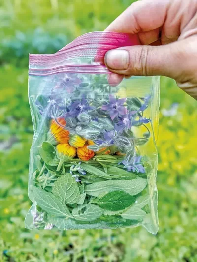 Garden herbs and flowers for tea - SUZANNE PODHAIZER