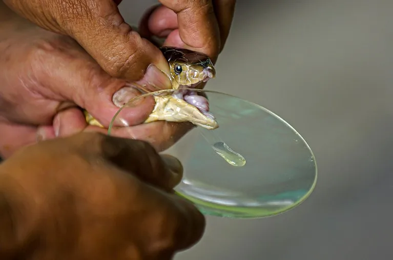 A Monocled cobra (Naja kaouthia) is milked for its venom at a snake farm in Bangkok, Thailand.