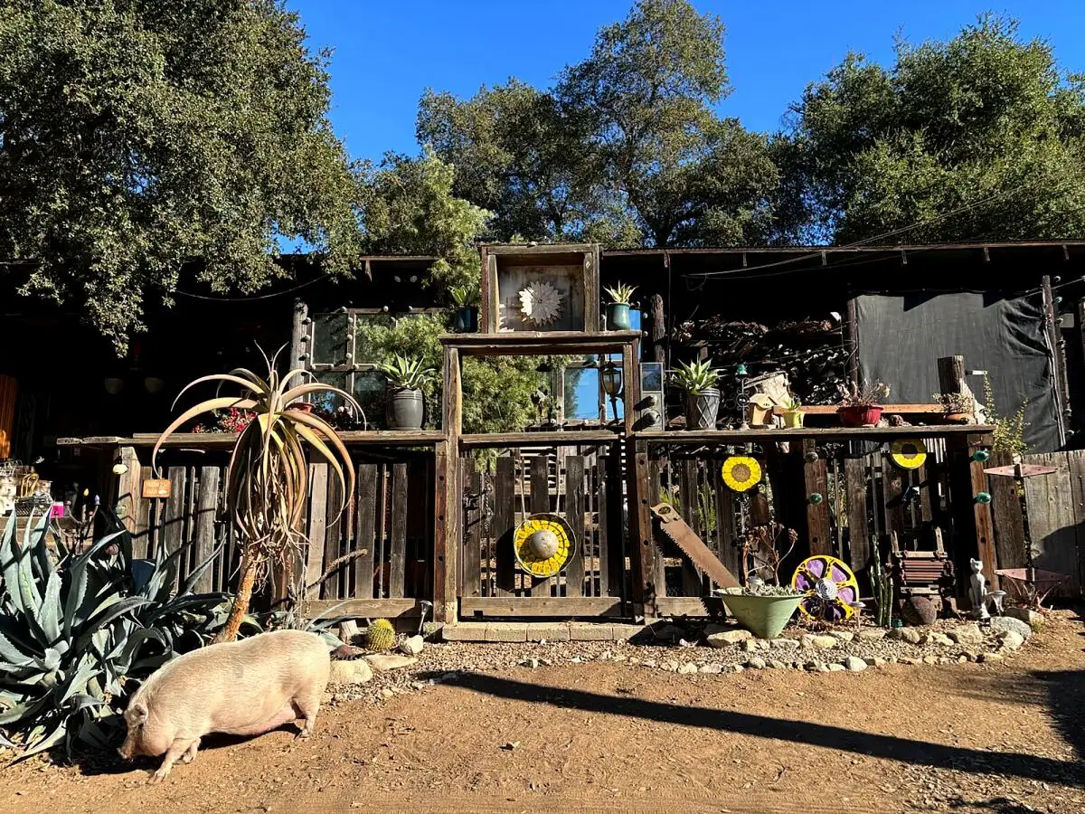 A pig wanders the property at Zorthian Ranch in Altadena.