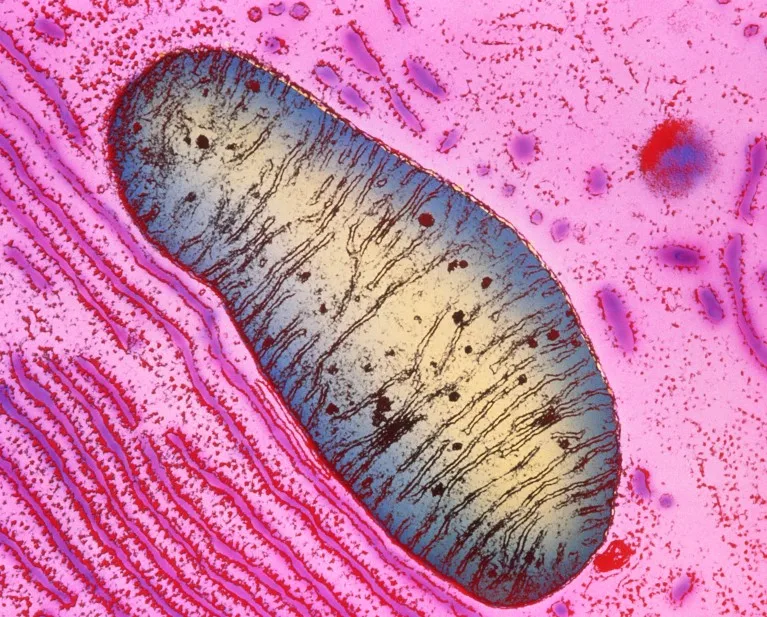 Coloured Transmission Electron Micrograph of a single mitochondrion in a human pancreas cell, shown in pink, blue and yellow colours