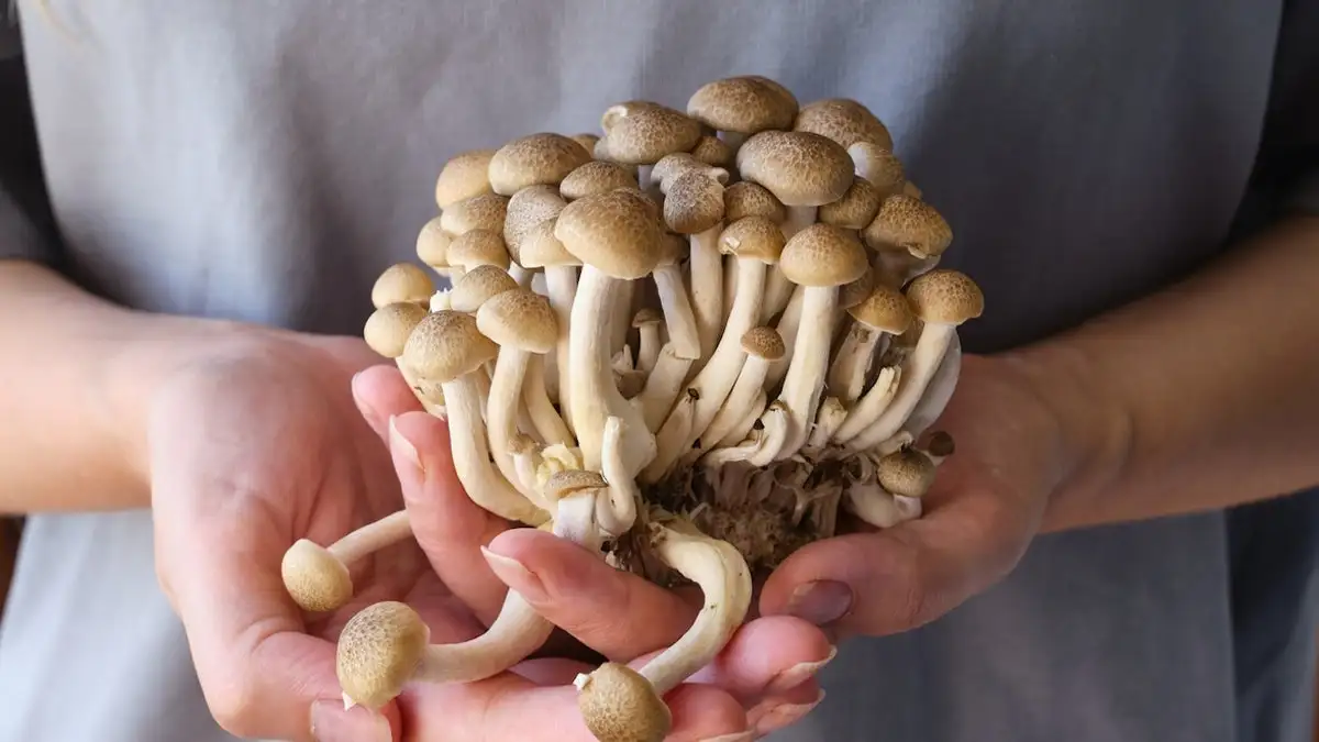 Woman holding mushrooms