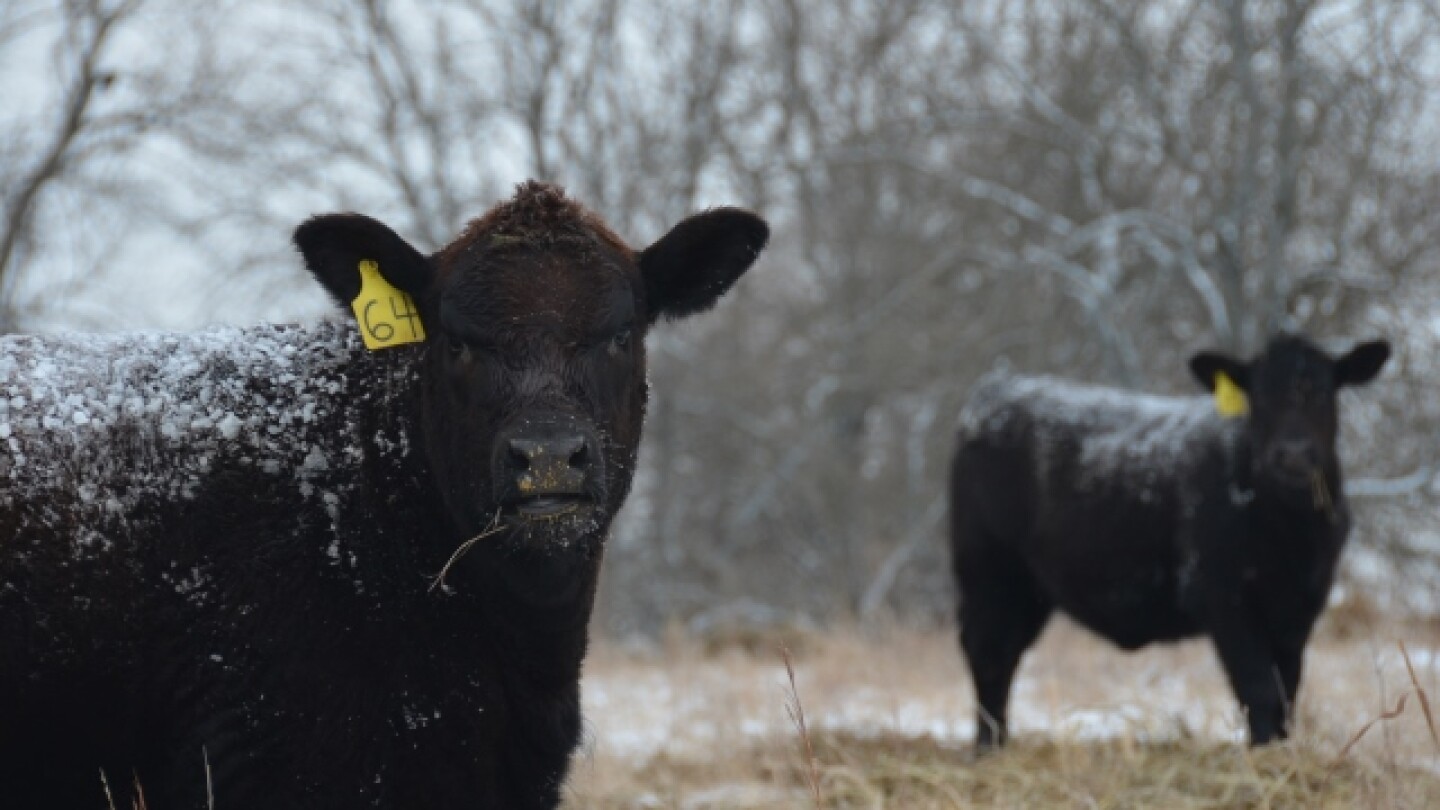 Calving and Cow Nutrition in Extreme Cold