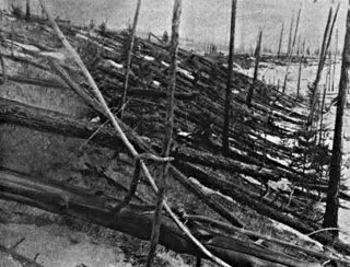 A black and white image of flattened trees.