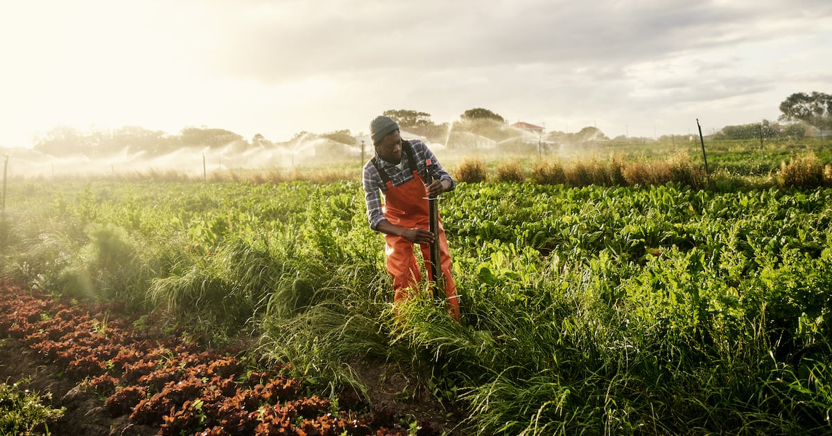 Key crop yields on the rise and more can afford healthy diet, report suggests