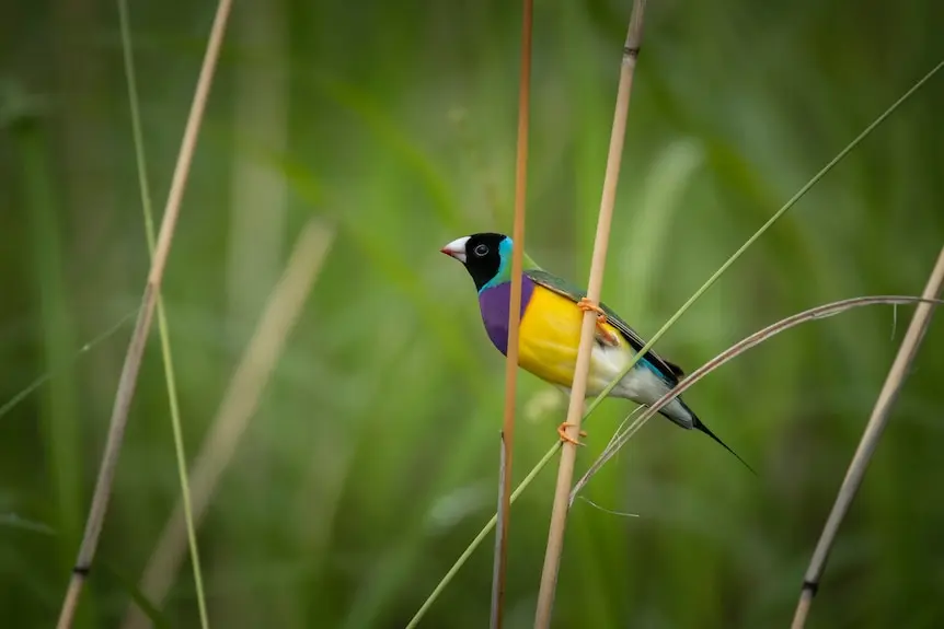 A colourful bird in tall grass.