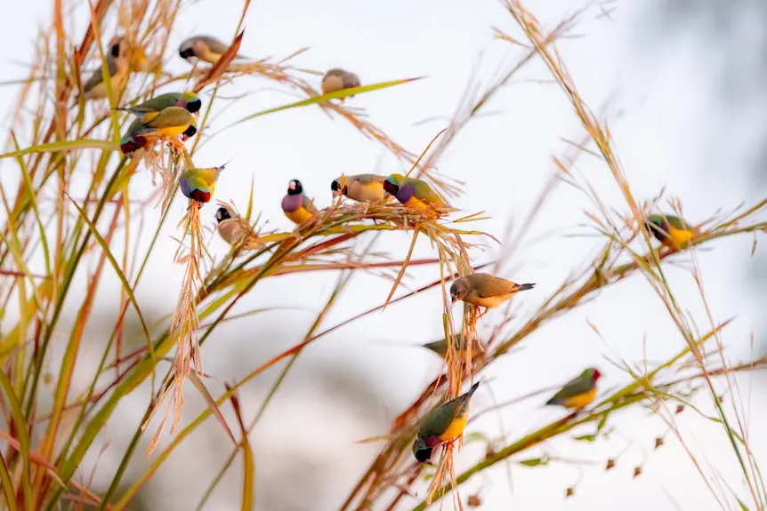 Small, colourful birds feasting on stalks of grass.