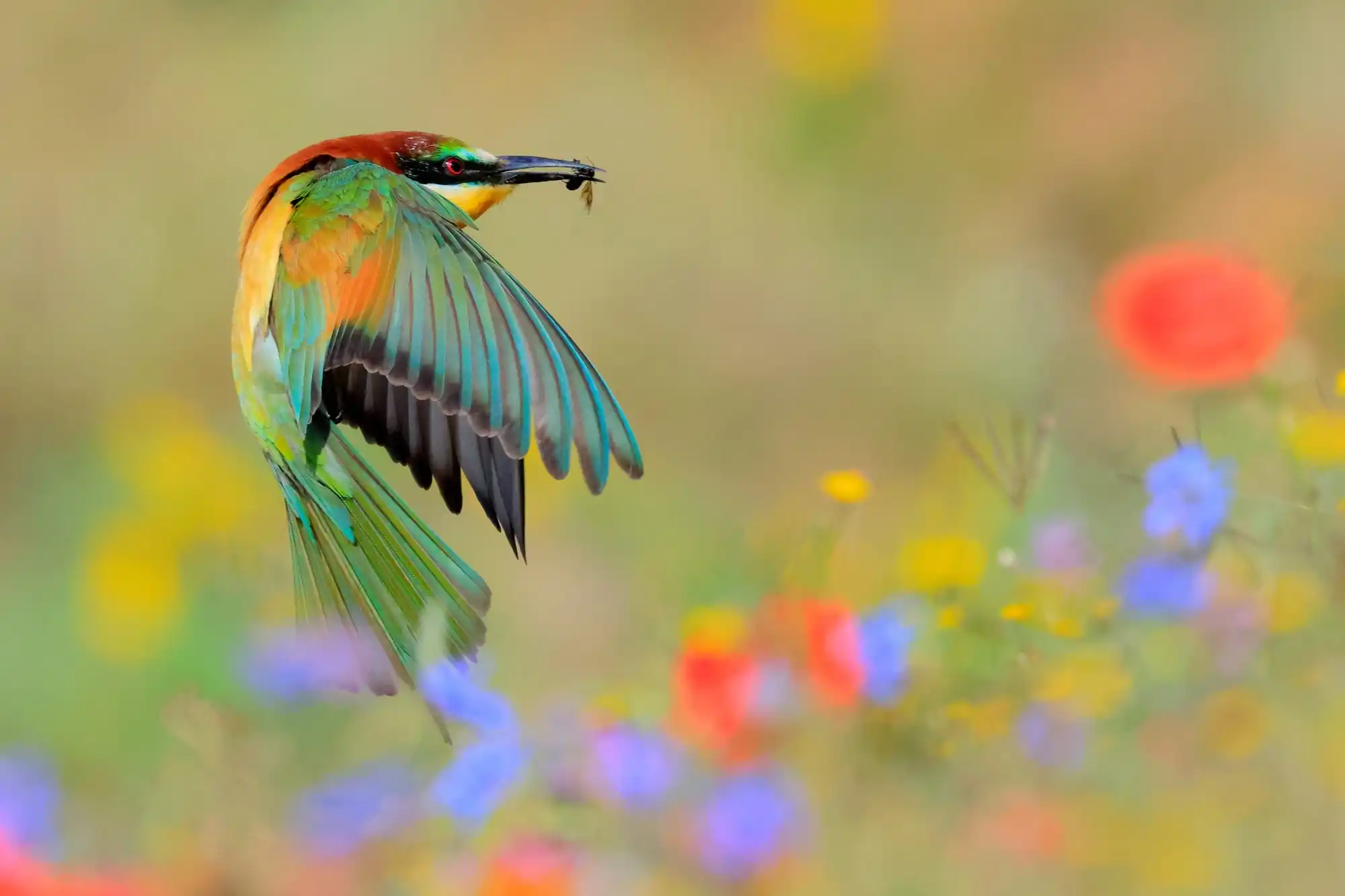 A European bee-eater in mid-flight with an insect in its beak