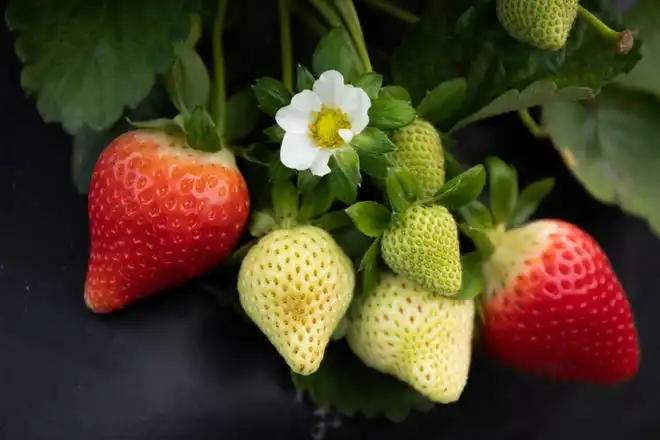 Florida produces about 11 percent of the nation’s strawberries, most of them grown in the winter.